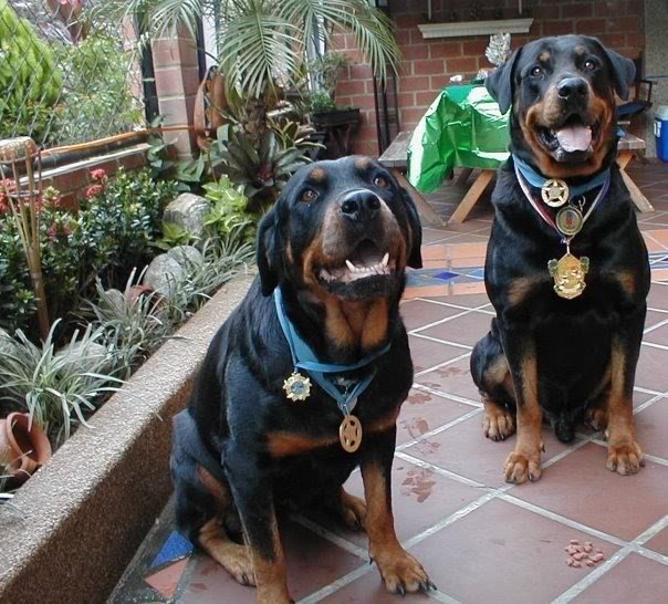 orion-perro-heroe-vargas-venezuela