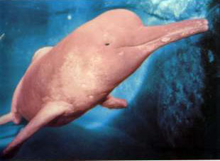 delfin-del-amazonas