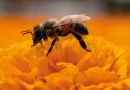 Protejamos a las abejas: la miel es lo de menos