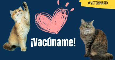 Vacuna a tu gato, conoce las ventajas