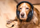 Pirotecnia: ¿Sirve la música para calmar a las mascotas durante el fin de año?