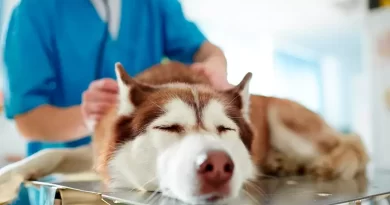 Hipotiroidismo en perros: Cuidando la salud de su glándula tiroides