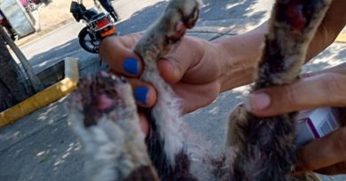 Tragedia en Carapita: Más de 70 gatos víctimas de incendio deliberado en Refugio