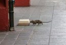 ¿Anticonceptivos para ratas?: la última propuesta para combatir la plaga en Nueva York