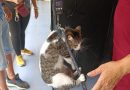 proa benefició a 90 perros y gatos en una jornada masiva de esterilización en Caracas. Conoce los beneficios médicos y sociales de esta iniciativa.