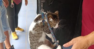 proa benefició a 90 perros y gatos en una jornada masiva de esterilización en Caracas. Conoce los beneficios médicos y sociales de esta iniciativa.