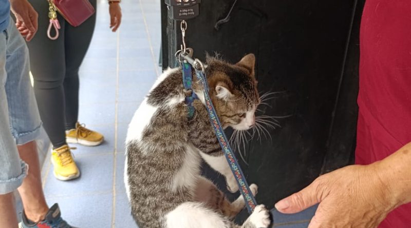 proa benefició a 90 perros y gatos en una jornada masiva de esterilización en Caracas. Conoce los beneficios médicos y sociales de esta iniciativa.