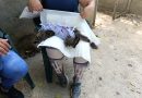 Esterilización felina y canina, APROA, Cuidados postoperatorios