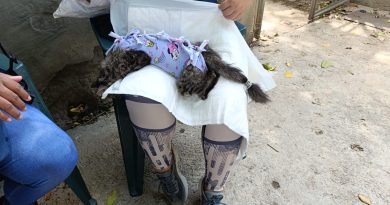 Esterilización felina y canina, APROA, Cuidados postoperatorios