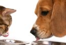 Alimentación, Salud, Perros, Gatos, Aproa