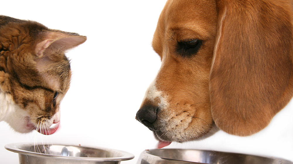 Alimentación, Salud, Perros, Gatos, Aproa