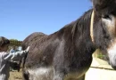 asinoterapia