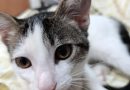 Esterilización Felina APROA