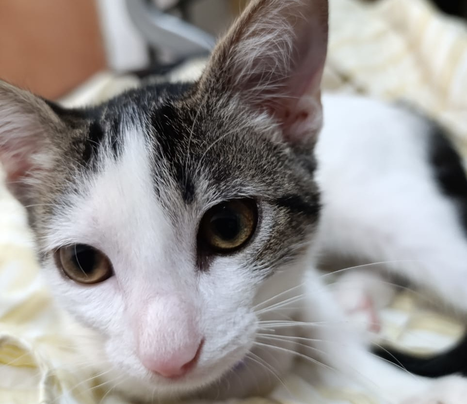 Esterilización Felina APROA