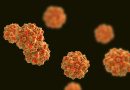 Parvovirus
