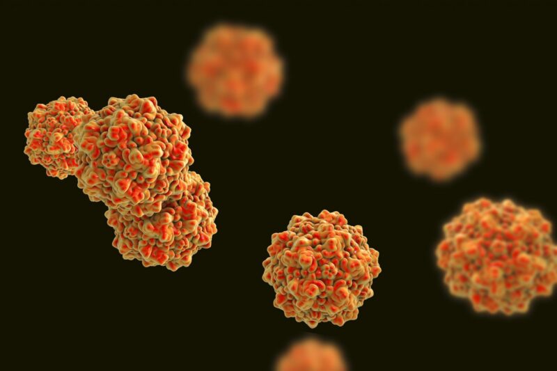 Parvovirus