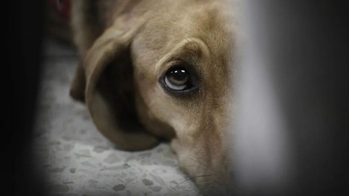 No al maltrato animal