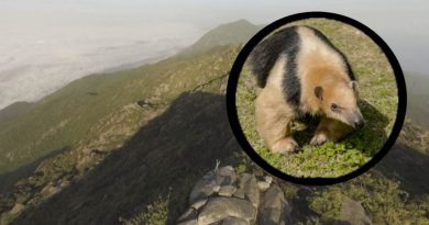 Jóvenes mataron osa melero en parque Waraira Repano