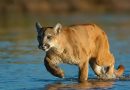 Puma nadando en el Río Caura