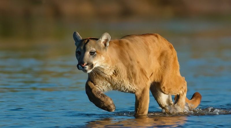 Puma nadando en el Río Caura