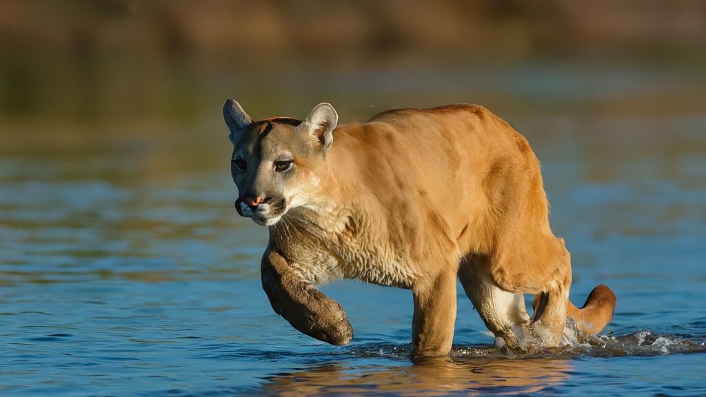 Puma nadando en el Río Caura