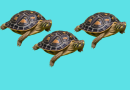 Tortuguillos