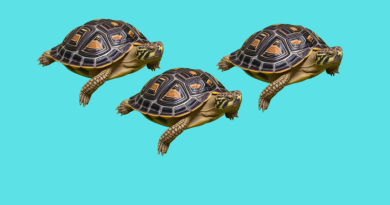 Tortuguillos