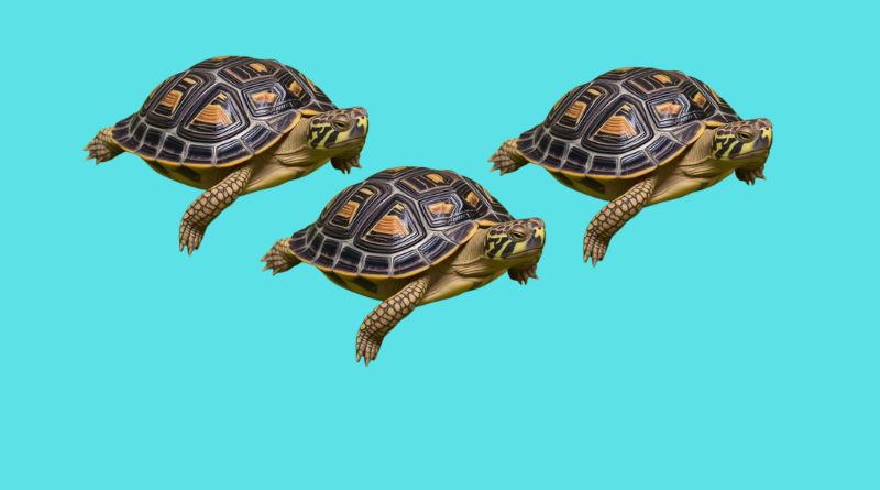 Tortuguillos