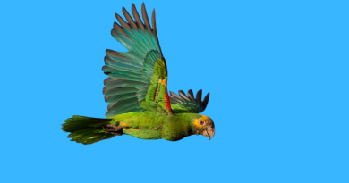 Cotorra Margariteña