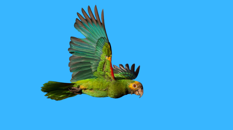 Cotorra Margariteña