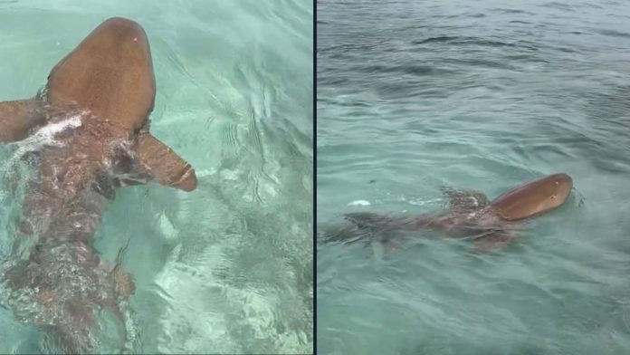Tiburón Nodriza es avistado en el Parque Nacional Morrocoy, Falcón, Venezuela.