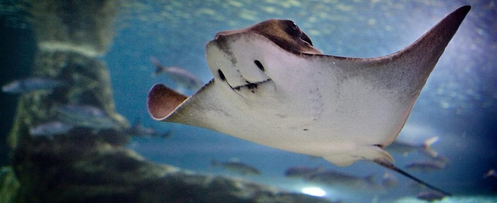 Mantarraya