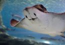 Mantarraya