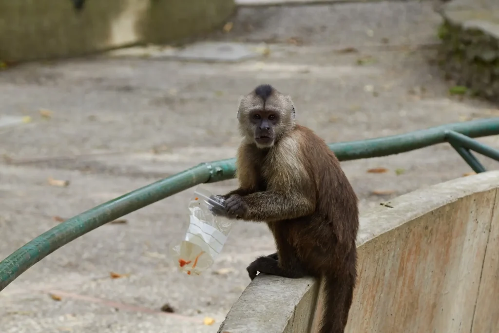 Zoologico-de-Caricuao
