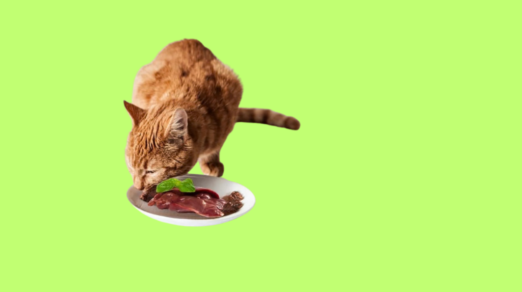 dieta gatos hígado pollo, corazón pollo gato, taurina gatos, hipervitaminosis A gatos, riesgos alimentación casera gatos, nutrición felina, alimentos naturales gatos, desbalance calcio fósforo, Salmonella mascotas, veterinario nutricionista felino