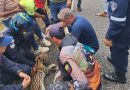 Cunaguaro adulto rescatado tras ser atropellado en autopista Barquisimeto–Sarare, recibe atención veterinaria en el Zoológico Bararida de Lara.