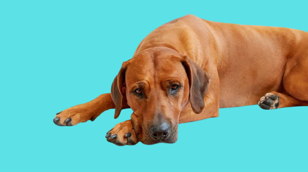 Moquillo Canino en Venezuela