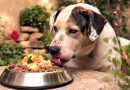 Dieta Canina
