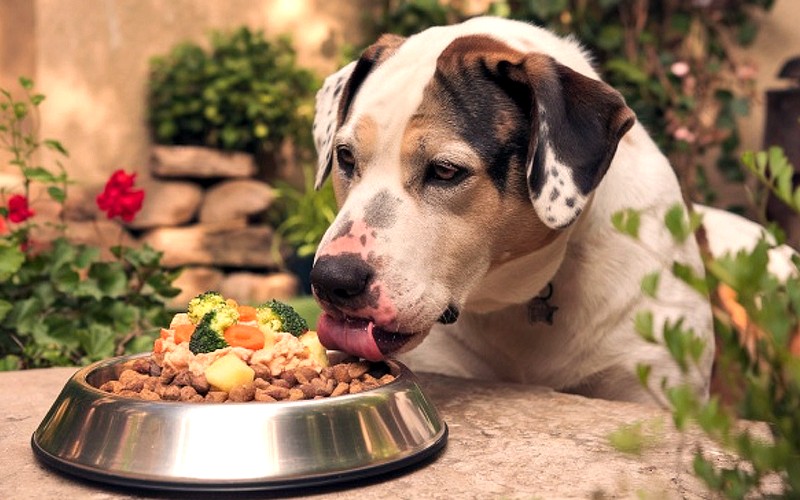 Dieta Canina