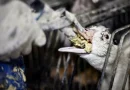 Brasil aprueba ley para poner fin al foie gras