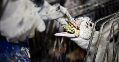 Brasil aprueba ley para poner fin al foie gras
