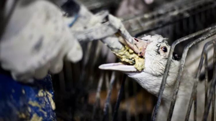 Brasil aprueba ley para poner fin al foie gras
