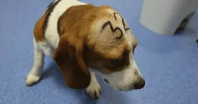 Es absurdo y cruel el uso de animales para experimentación