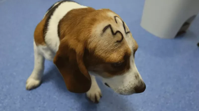 Es absurdo y cruel el uso de animales para experimentación