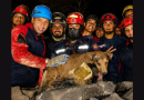 Rescate de perro entre los escombros
