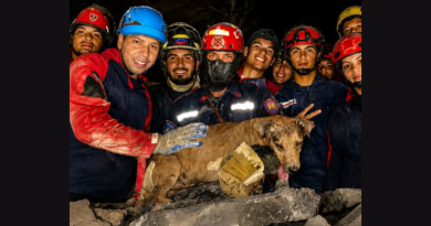 Rescate de perro entre los escombros