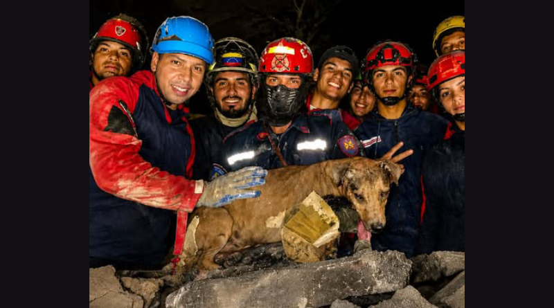 Rescate de perro entre los escombros