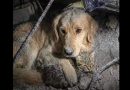 Perro y gato quedaron atrapados en los escombros de un edificio durante el terremoto de Venezuela 2026