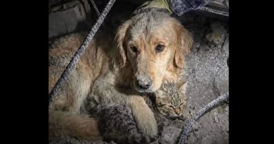 Perro y gato quedaron atrapados en los escombros de un edificio durante el terremoto de Venezuela 2026