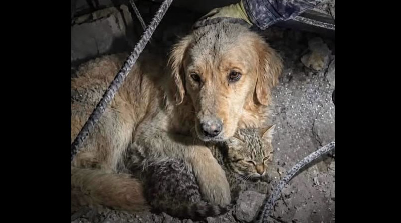Perro y gato quedaron atrapados en los escombros de un edificio durante el terremoto de Venezuela 2026